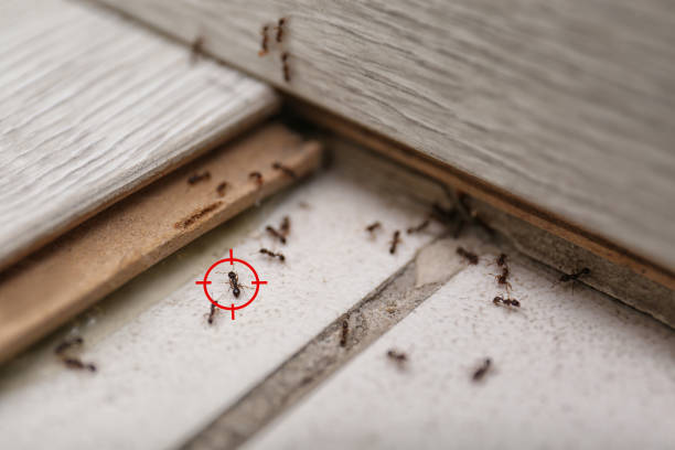 Best Affordable Pest Control Services  in South Beach, FL