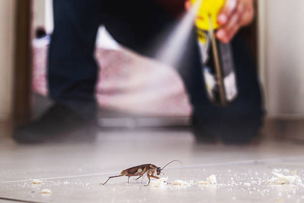 Flea Control Services in South Beach, FL